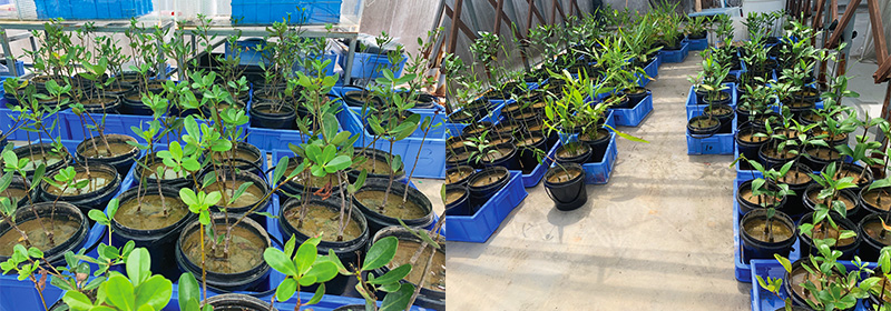 低矮型紅樹(shù)植物繁育與淺灘植被修復(fù)技術(shù)
